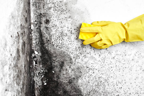 Best Toxic Mold Removal  in Mystic Island, NJ