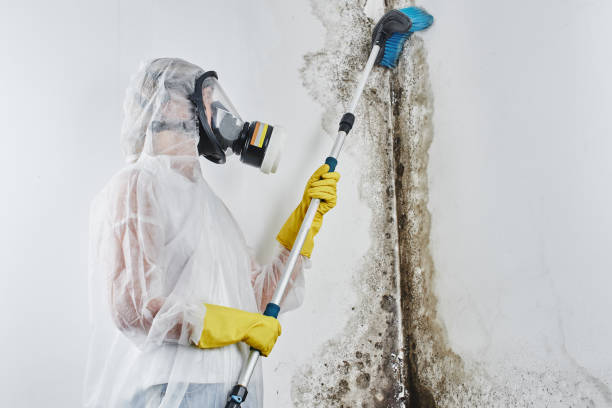 Best Certified Mold Removal  in Mystic Island, NJ