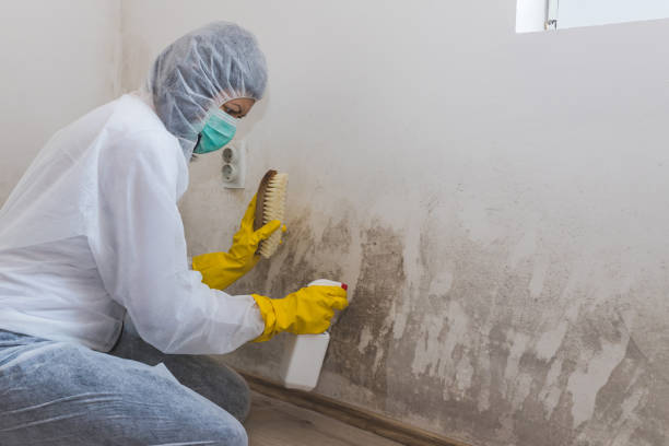 Home Mold Removal in Mystic Island, NJ
