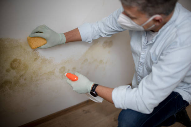 Best Mold Remediation Services  in Mystic Island, NJ