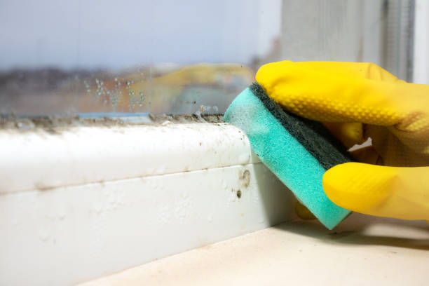 Best Same-Day Mold Removal  in Mystic Island, NJ