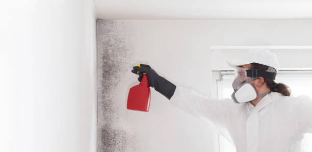 Best Fast Mold Removal  in Mystic Island, NJ