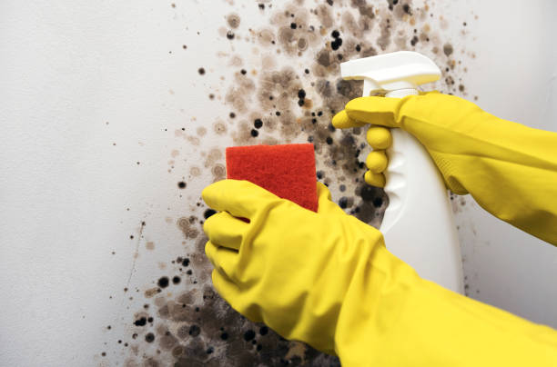 Best Crawl Space Mold Removal  in Mystic Island, NJ